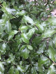 Image result for Pittosporum tenuifolium