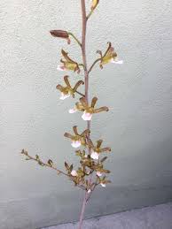 Image result for Eulophia elegans