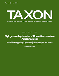 Image result for Melastomastrum segregatum