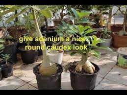 Pin On Adenium