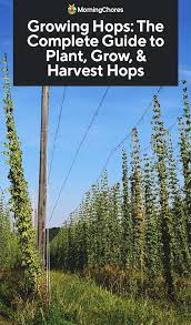 Growing Hops The Complete Guide To Plant Care Harvest Hops Hops Plant Plants Hops Trellis