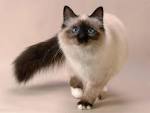 Balinese Cat Breed Information, Pictures, Characteristics ...