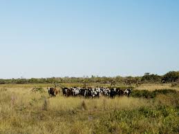 High rates of landscape degradation not product of landscape fires