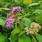 Image result for Vernonia brachycalyx