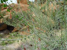 Image result for Adenolobus pechuelii