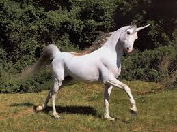 Image result for unicorn