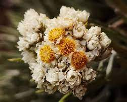 Mencabut edelweiss tanpa izin bisa terancam hukuman sesuai uu nomor 5 tahun 1990. 14 Fakta Anaphalis Javanica Si Bunga Edelweis Simbol Cinta Abadi