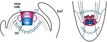 Once the stem cells have been obtained, the doctor will inject them on the target organ. The Stem Cell Concept In Plants Cell