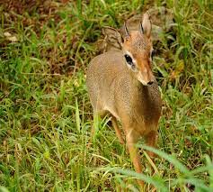 We did not find results for: List Of African Animals Beginning With Letters A To Z