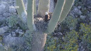 Enjoy this short video featuring a few saguaro cactus from our arizona heritage center museum in tempe. Iconic Arizona Saguaros Suffering From Lackluster Monsoon 12news Com
