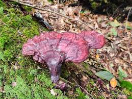 Image result for Ganoderma tsugae