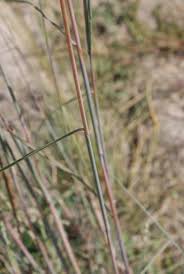 Image result for Andropogon schirensis
