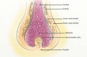 White Bulb On Hair Follicle A Sign Of Hair Loss Hairguard Hair Loss Therapy Hair Follicle Hair Loss