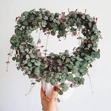 Image result for Ceropegia stenantha