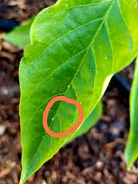 Check spelling or type a new query. Trying To Identify Small Insects On Peppers And If They Re Dangerous Gardening Landscaping Stack Exchange