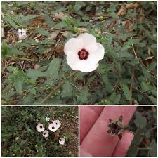 Image result for Pavonia senegalensis