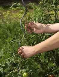 Tomaten Gartners Lieblinge Pflanzen Tomaten Pflanzen Gartentipps