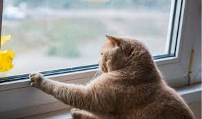 Your cat won't bark or completely trash the place while you're gone to the same what you can do to help kittens with separation anxiety. Separation Anxiety In Cats Petcoach