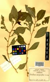 Image result for Struchium sparganophorum