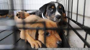 Walmart.com has been visited by 1m+ users in the past month Father S Day Deal Reduced Fees For Dog Adoption At Cleveland Apl