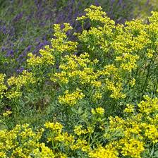 Image result for Ruta graveolens