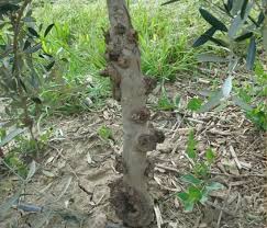 Olive Knot Olive Knot Appears As Rough Galls Or Swellings About 0 5 To 2 Inches In Diameter On Twigs Branches Trunks Roots Leaves Olive Olive Tree Roots