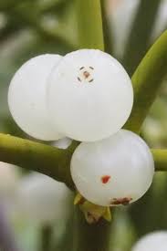 Image result for Viscum