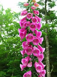 The Roots Sap Flowers Seeds Pollen And Leaves Of Foxglove Are All Poisonous Also The Leaves Look Similar To Comfr Foxglove Plant Foxglove Flower Seeds