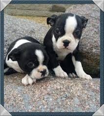 We are a trusted mn state license facility. Aca Registered Boston Terrier Puppy 8 Weeks Old For Sale In Rice Minnesota Classified Americanlisted Com