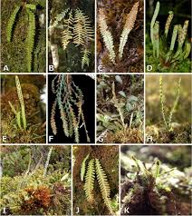 Image result for Lellingeria oosora