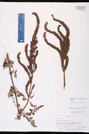Image result for Mesosphaerum pectinatum