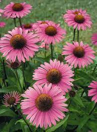 500 Seeds Echinacea Purpurea Cone Flower Flower Seeds Flowers Perennials Perennials Echinacea Purpurea