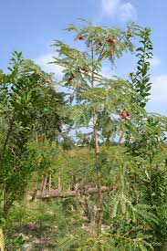 Image result for Craibia grandiflora