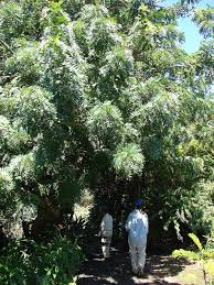 Image result for Spondias mombin