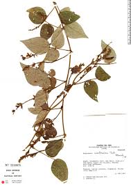 Image result for Rhynchosia caribaea