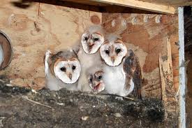 Just as these 2 barn owls were starting their bonding, a huge disruption occurs in the box. Banding Barn Owls In Rhode Island