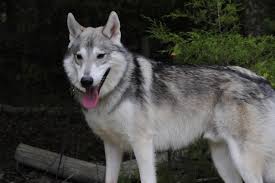 Check spelling or type a new query. Registered Tamaskan Breeders Cheap Buy Online