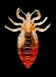 Image result for lice life cycle