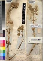 Image result for Kalanchoe lanceolata