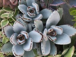 Kalanchoe Tomentosa Panda Plant World Of Succulents Succulents Plants Low Light House Plants