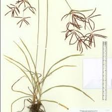 Image result for Cyperus sp.no.2