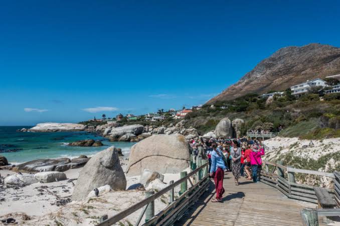 Get up close with penguins at Boulders Beach - Wandering the World