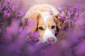 Maybe you would like to learn more about one of these? Dogs With Flowers Wallpapers Wallpaper Cave