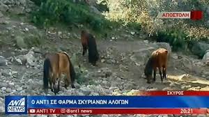 «the 2night show» κάθε τετάρτη και πέμπτη, στις 24:00, στον αντ1! O Ant1 Se Farma Ektrofhs Skyrianwn Poni Koinwnia