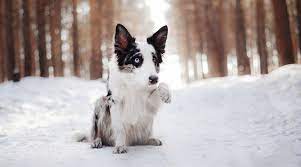Maybe you would like to learn more about one of these? Border Collie Husky Mix Breed Information Puppy Costs More