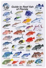 Caribbean Reef Fish Species