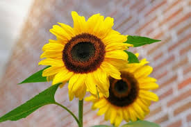 Tidak ada bunga yang bisa mengangkat semangat seseorang seperti bunga matahari. Tak Hanya Elok Ini 5 Manfaat Bunga Matahari Yang Jarang Orang Tahu