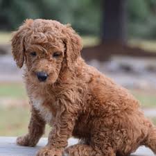 Find great deals on ebay for goldendoodle puppies. Goldendoodles Near Dallas Texas Home Hidden Acres Puppies