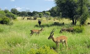 Hewan pemakan tumbuhan (herbivora) termasuk hewan yang jinak dan mudah untuk dikendalikan berikut dibawah ini adalah contoh hewan pemakan tumbuhan (herbivora) dan penjelasannya lengkap tapi tidak menutup kemungkinan karena brung ini juga pemakan serangga pada habitatnya atau. Hewan Adalah Pengertian Habitat Ciri Karakteristik Contoh