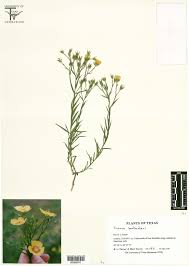 Image result for Linaceae